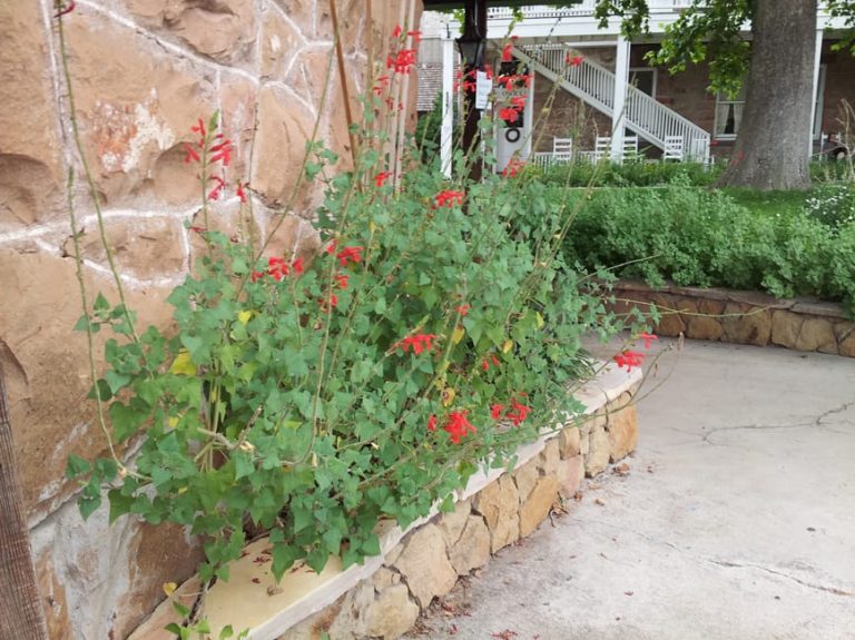 1488819940Sage-Darcy-Salvia-darcii-form-hotel-courtyard.jpg