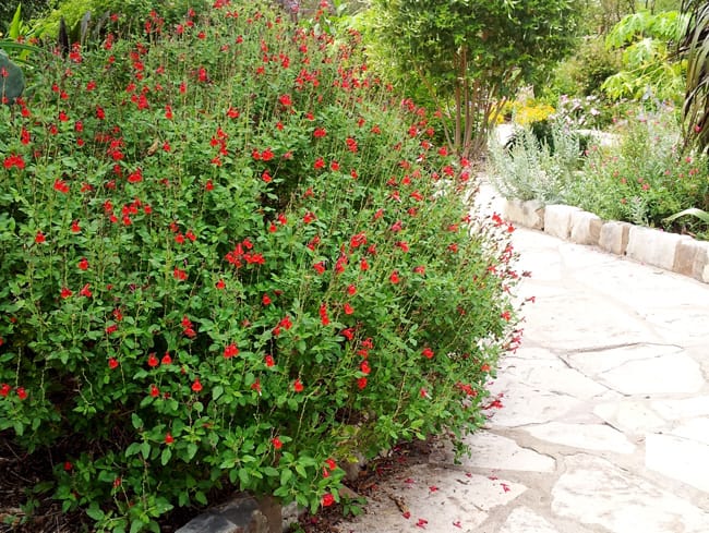 1488820970Sage-Littleleaf-Salvia-microphylla-form2.jpg