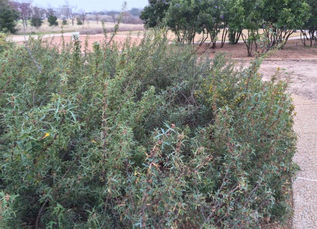 1488820975Agarita-Mahonia-trifoliolata-form-Southwest-greenway2-blackland-prairie-park.jpg