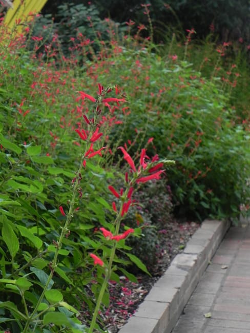 1488821556Sage-pineapple-Salvia-elegans-detail-flowering-SABG.jpg