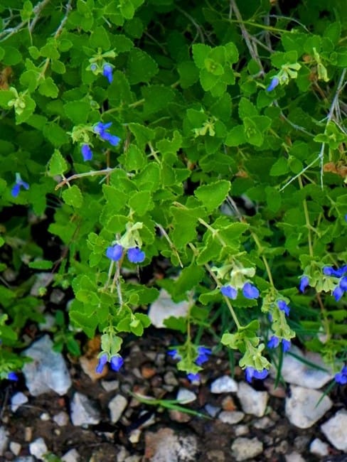1488822097Sage-shrubby-blue-Salvia-ballotiflora-detail-flowering-del-rio.jpg