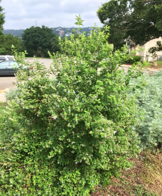 1488822124Shrubby-blue-sage-Salvia-ballotiflora-form-shrublike.jpg