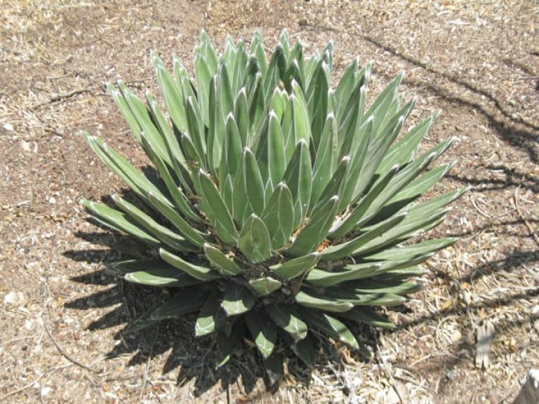 1488823726Agave-Royal-Agave-victoria-reginae-form.jpg