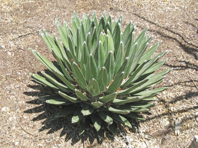 1488823726Agave-Royal-Agave-victoria-reginae-form.jpg