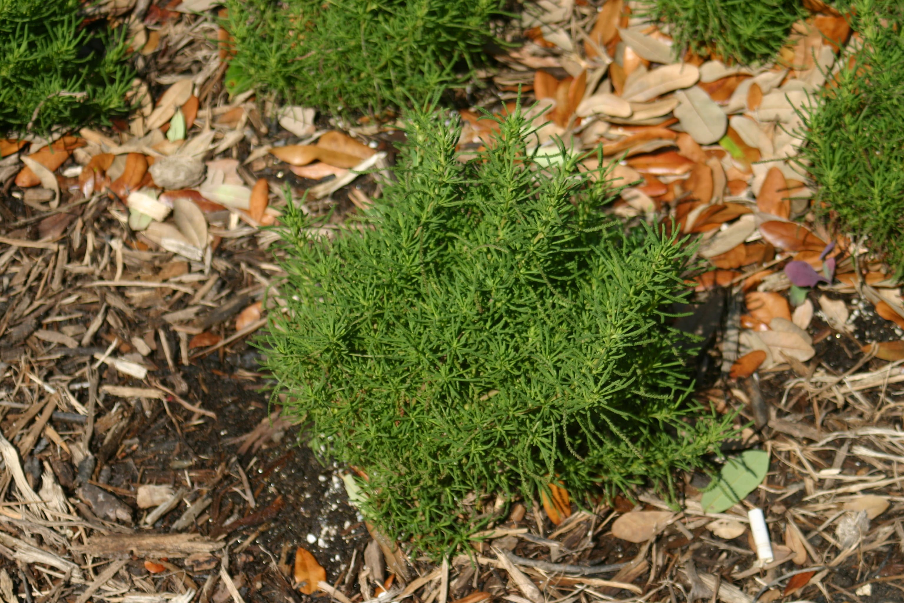 1488824717Santolina-Green.JPG
