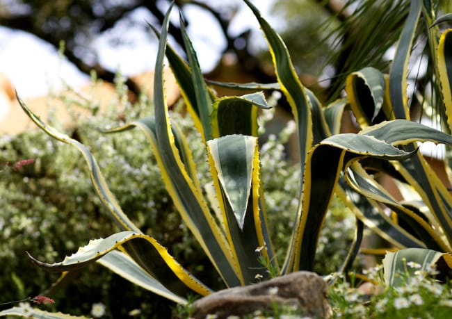 1488824777Agave-Variegated-Agave-americana-var-marginata-form.jpg