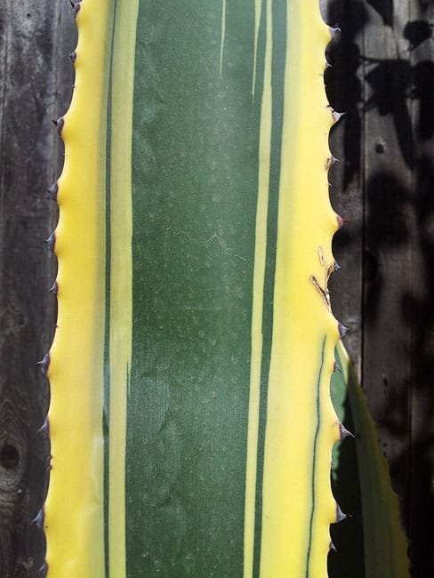 1488824789Century-Plant-variegated-Agave-americana-marginata-detail.JPG
