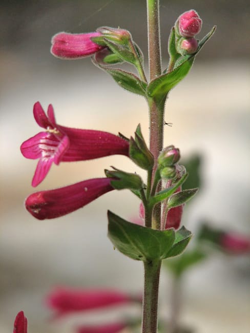 1488824904Pentstemon-Scarlet-Pentstemon-triflorus-detail.jpg