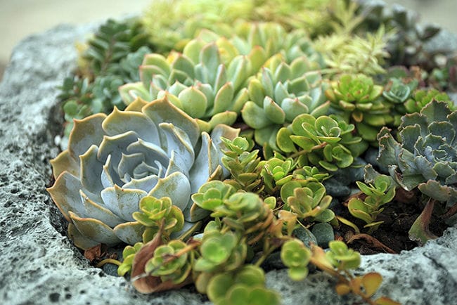 1488825152Sedum-sp-sedum-sp-form-botanical.jpg