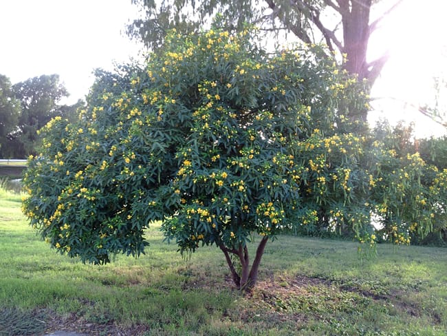 1488825940Senna-flowery-Cassia-corymbosa-form-Woodlawn-Lake-autumn-2014-2.jpg