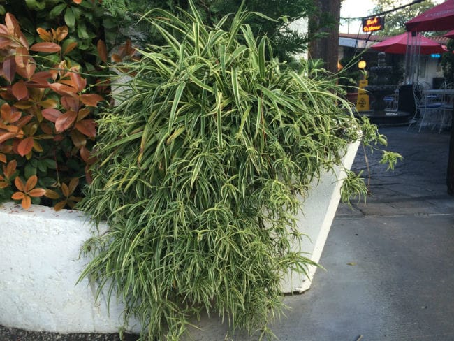1488826314Airplane-plant-Chlorophytum-comosum-form-La-Fogata-brad-wier.jpg