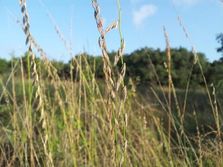 1488826928sideoats-grama-Bouteloua-curtipendula-detail.jpg