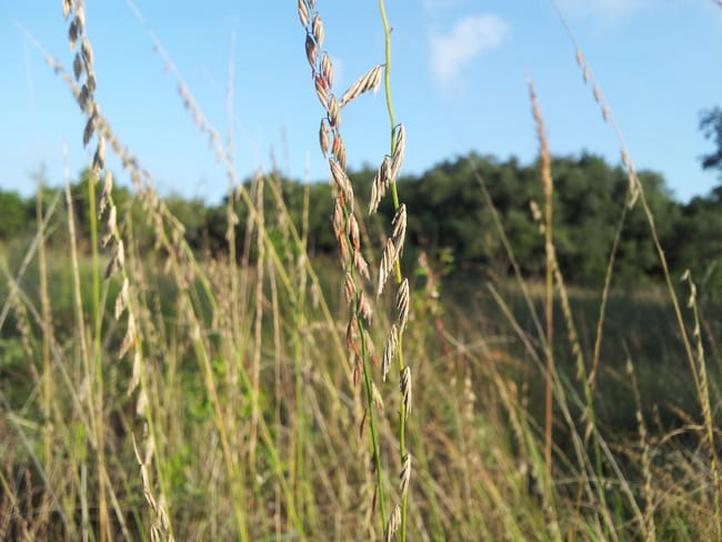 1488826928sideoats-grama-Bouteloua-curtipendula-detail.jpg