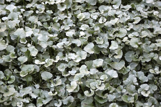 1488827118Silver-Ponyfoot-Dichondra-argentea-detail.jpg