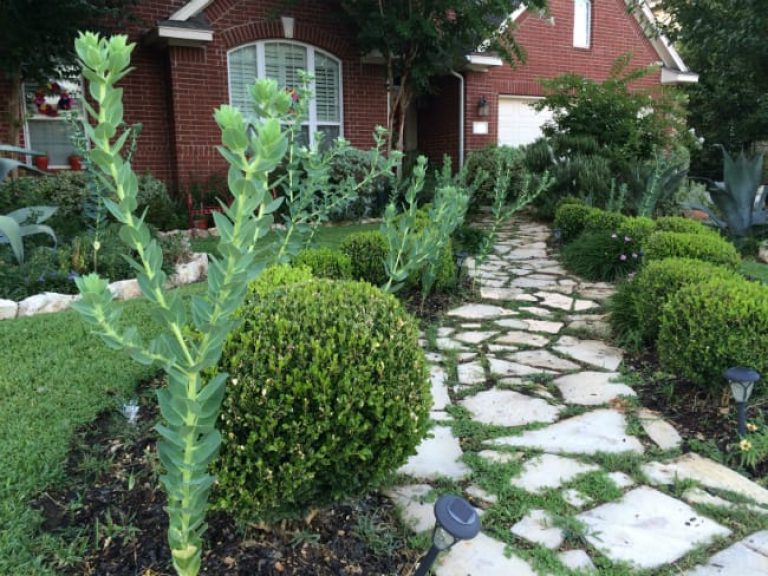 1488829251Snow-on-the-mountain-Euphorbia-marginata-form-Stone-Oak.jpg