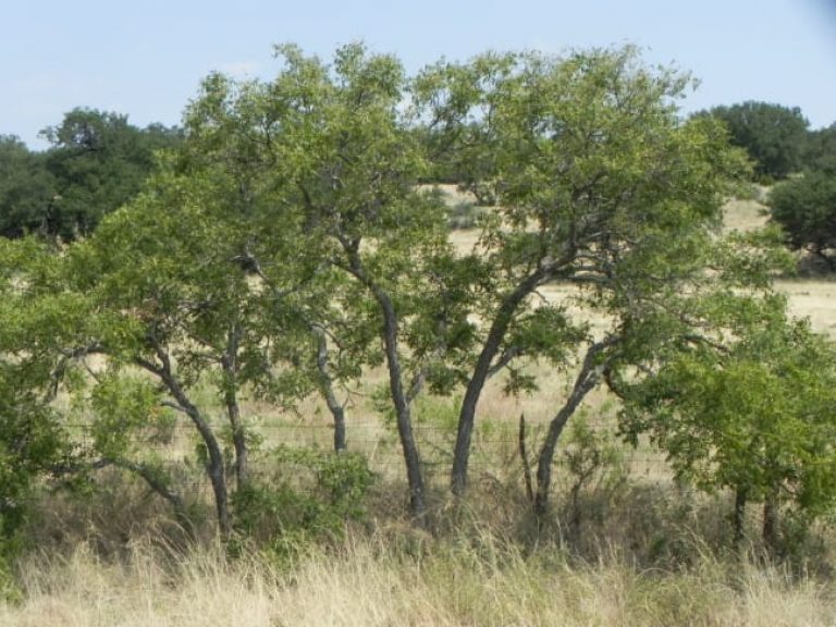 1488830157Soapberry-Sapindus-drummondii-form-fenceline.jpg