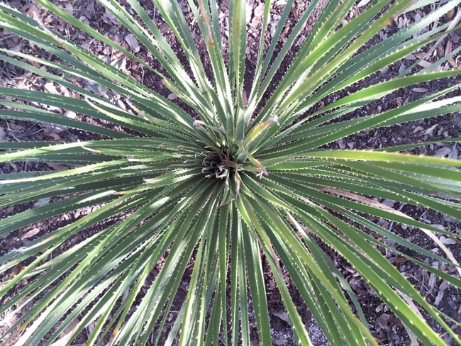 1488830429sotol-texas-dasylirion-texana-detail.jpg