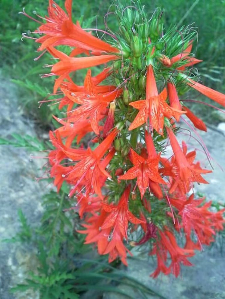 1488831384Standing-cypress-Ipomopsis-rubra-detail-flower.jpg