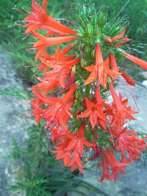 1488831384Standing-cypress-Ipomopsis-rubra-detail-flower.jpg