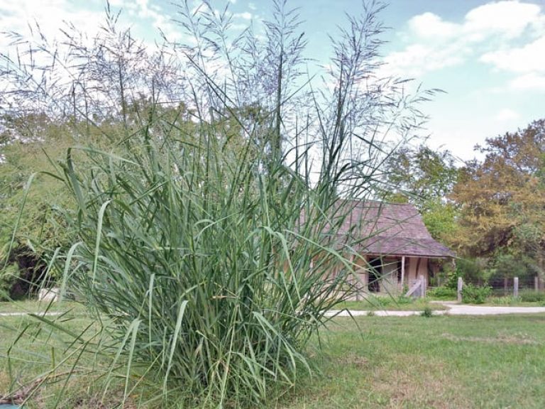 1488833636switchgrass-panicum-virgatum-20121025-form.jpg