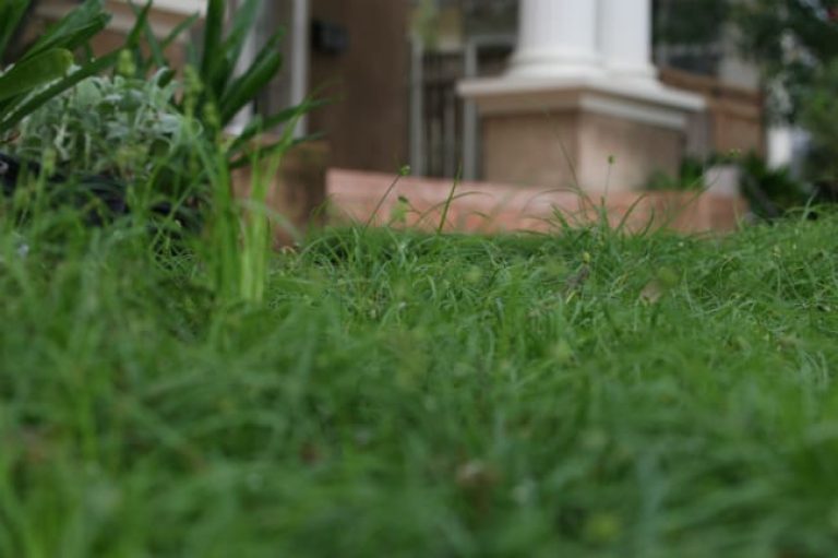 1488836110Sedge-Texas-Carex-retroflexa-var-texensis-detail-Monte-Vista-3-2016-bmw.jpg