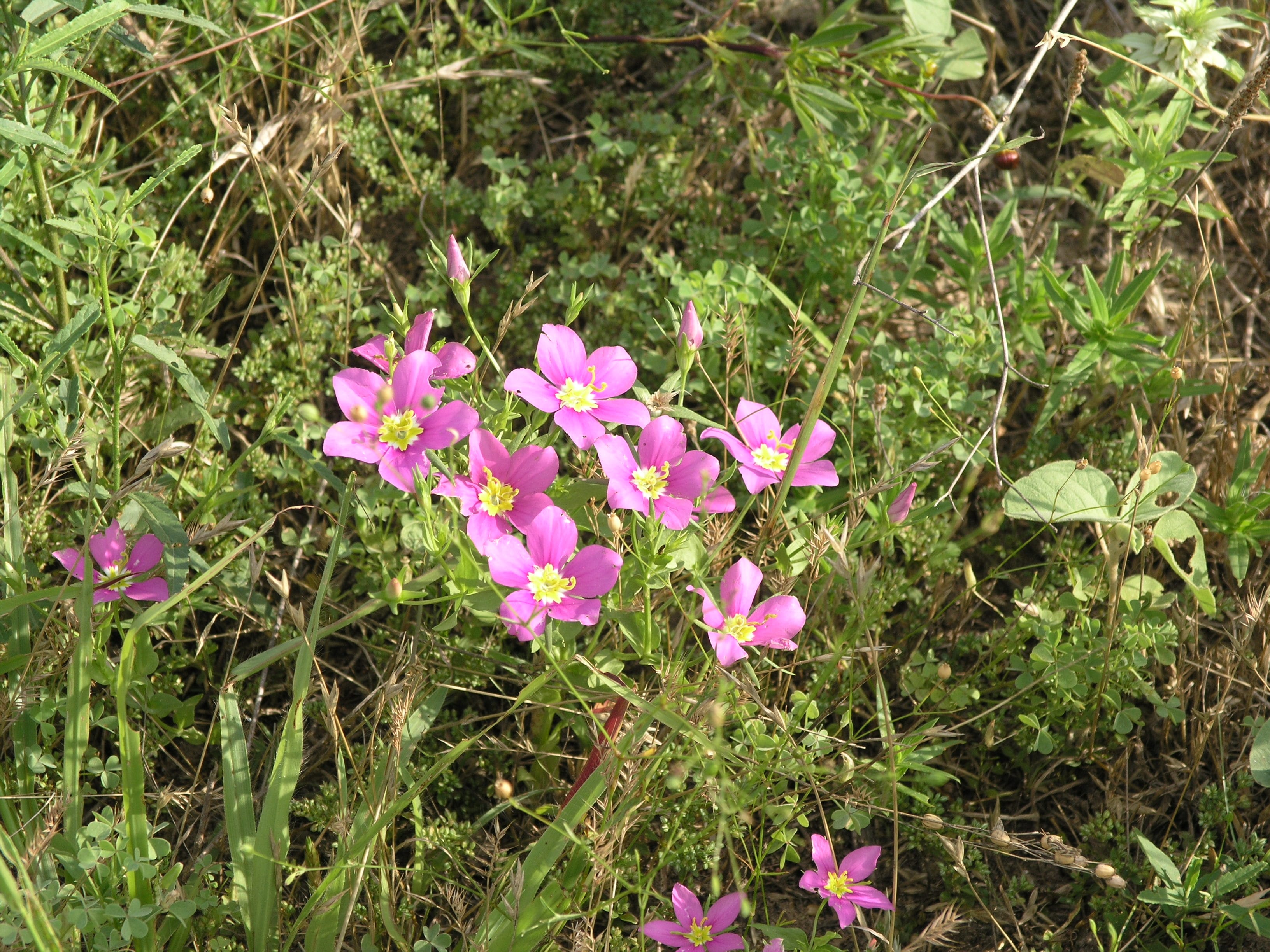 1488836304Meadow-Pink-Sabatia-campestris-form2.JPG