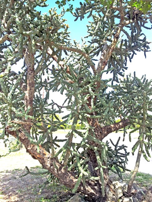 1488838640Cholla-Cylindropuntia-imbricata-form-20121011.jpg