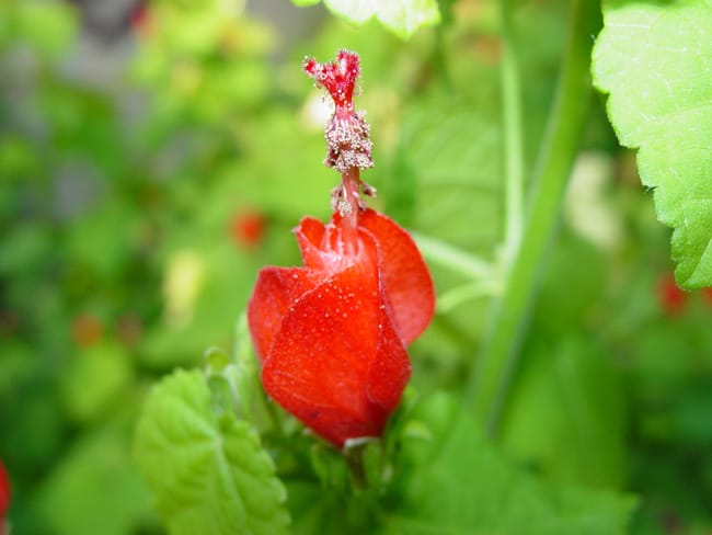 1488839302Turks-cap-Malvaviscus-drummondii-detail.jpg