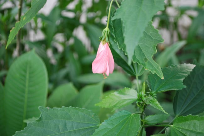 1488839529turks-cap-pink-malvaviscus-drummondii-detail-donna-flower.jpg