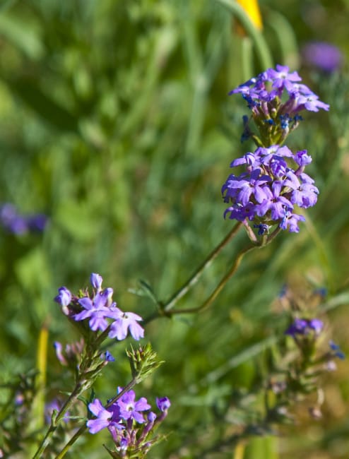 1488839762Verbena-Glandularia-bipinnatifida-detail-bloom.jpg