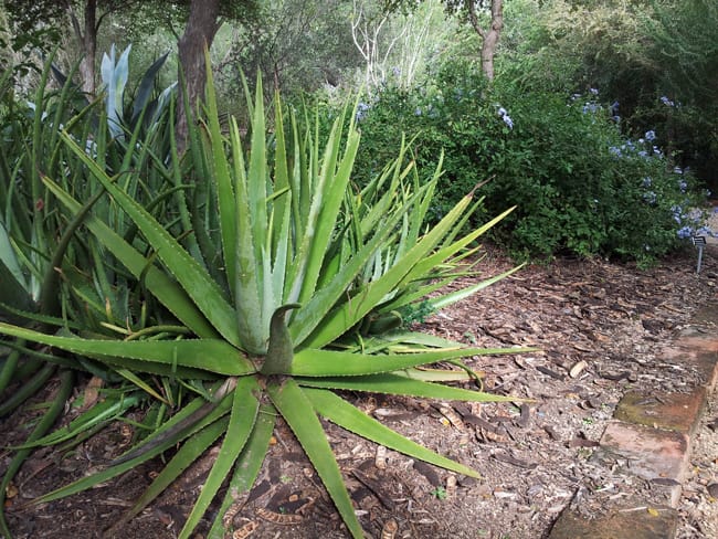 1488839882Aloe-tree-Aloe-arborescens-form.jpg