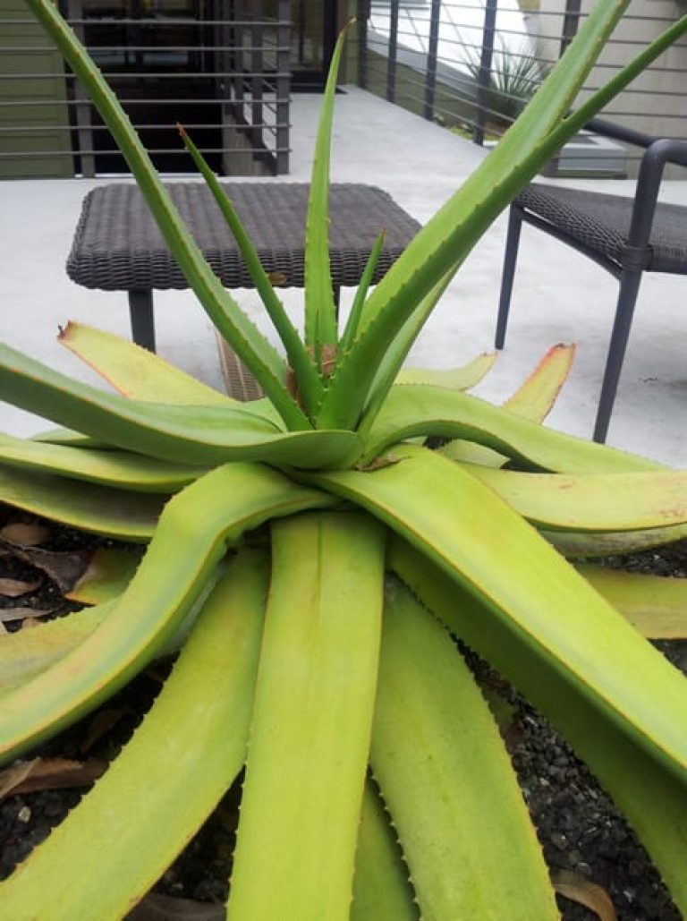 1488839899Aloe-tree-Aloe-arborescens-20121201-form.jpg