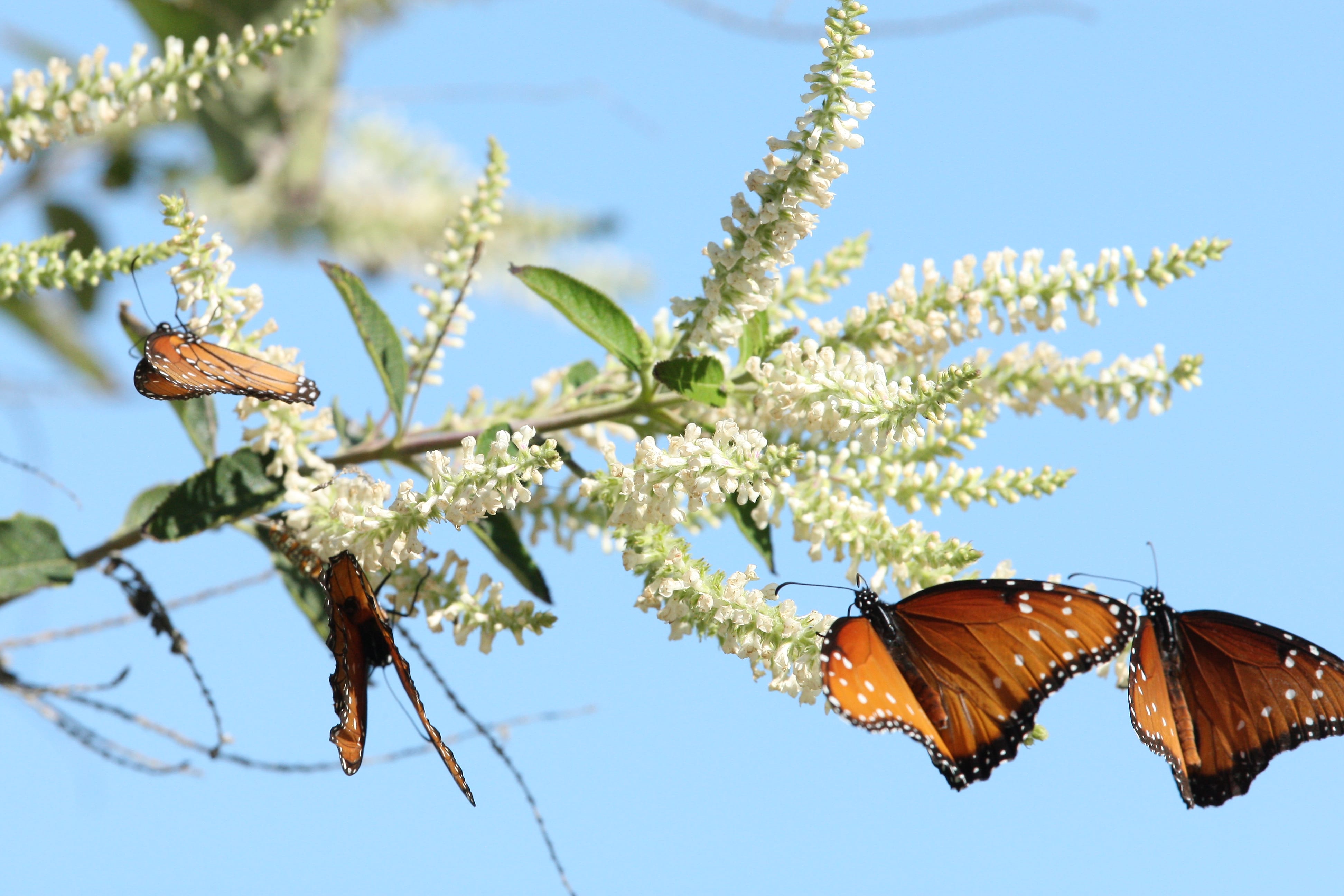 Calling this plant a butterfly magnet is an understatement — in summer it attracts endless swarms of pollinators with a gentle vanilla/almond fragrance that can suffuse the whole block.