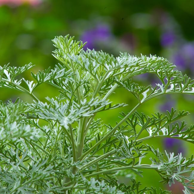 Artemisia ‘Powis Castle’