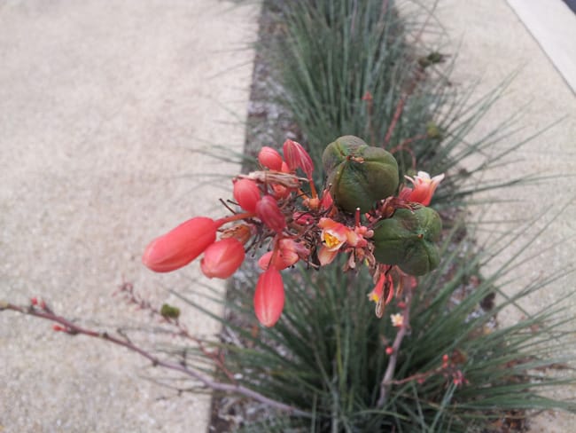 1488906162Red-Yucca-Hesperaloe-parvifolia-flower.jpg
