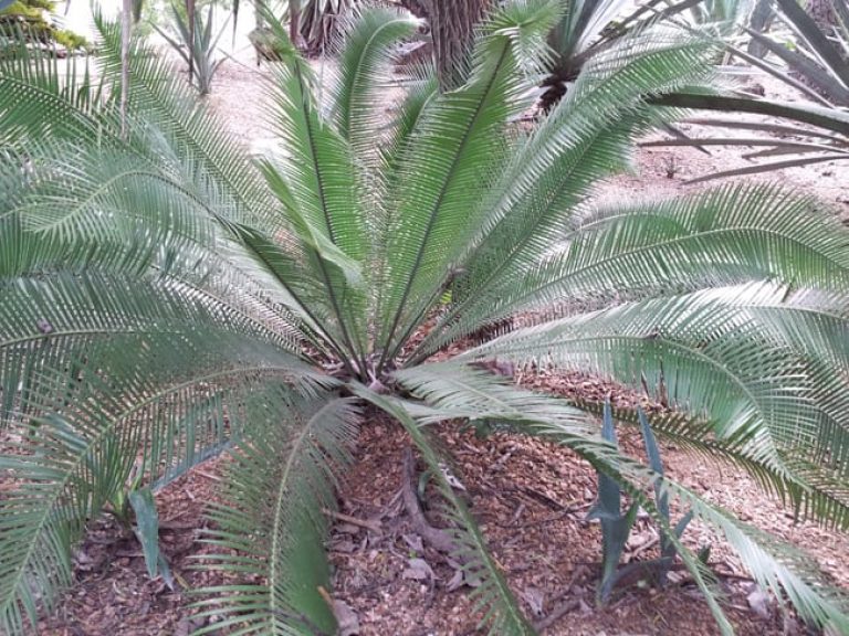 1488906476coontie-dioon-edule-form.jpg