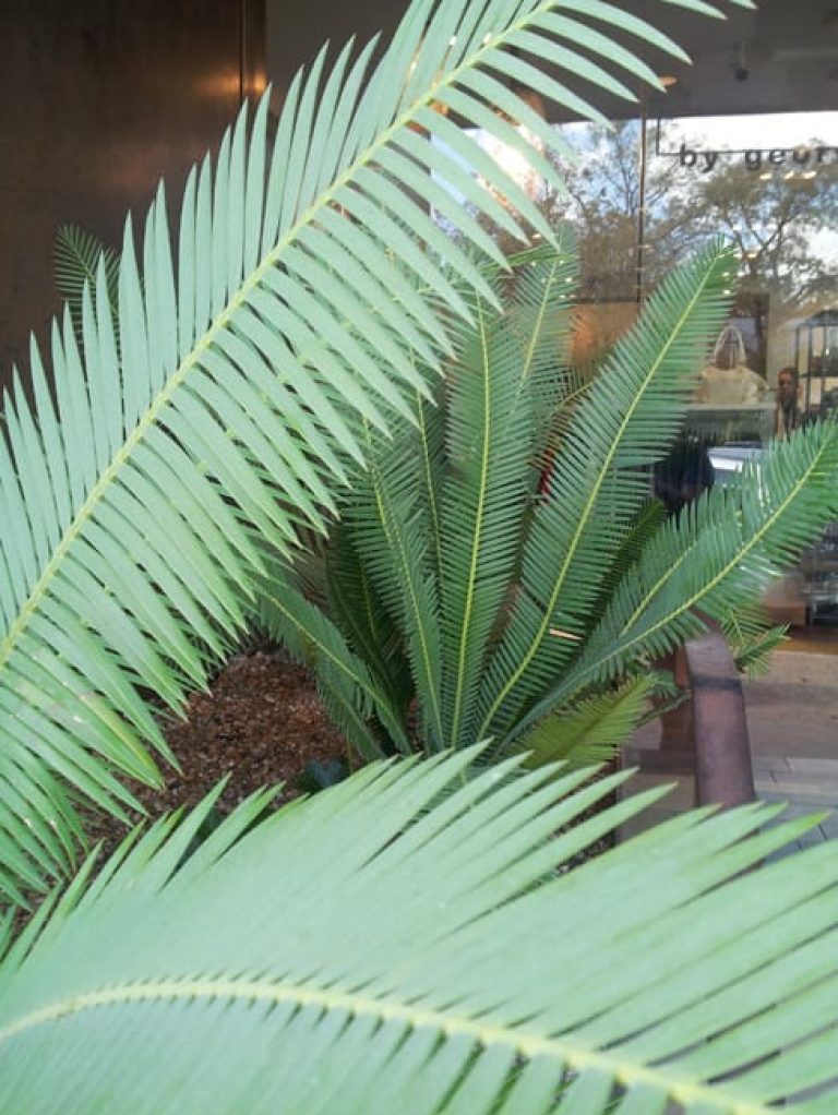 1488906480coontie-dioon-edule-detail.jpg