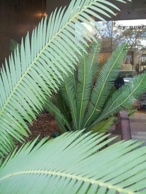 1488906480coontie-dioon-edule-detail.jpg