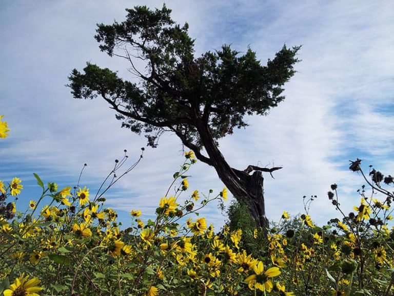 1488907294cedar-mountain-juniperus-ashei-form.jpg