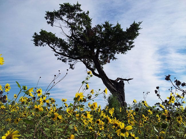 1488907294cedar-mountain-juniperus-ashei-form.jpg