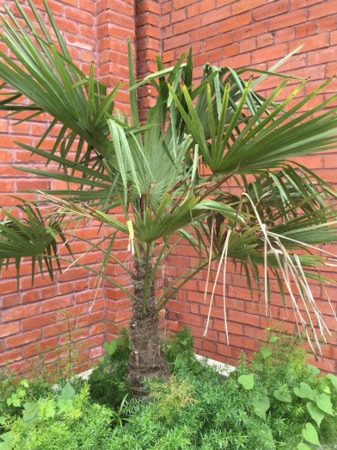 1488910054Windmill-Palm-Trachycarpus-fortunei-form-detail.jpg