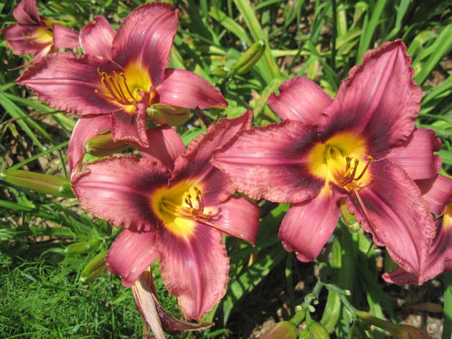 1488913449Hemerocallis-x-flower-detail.jpg