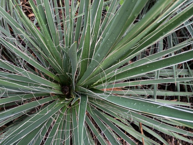 1488914187Yucca-buckleys-Yucca-constricta-detail-leaf.jpg