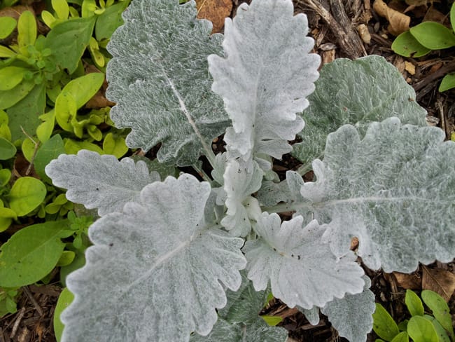 1488914813dusty-miller-jacobaena-maritima-20130127-detail-winter.jpg