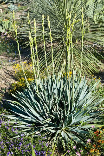 1488914987Yucca-paleleaf-Yucca-pallida-flower.jpg