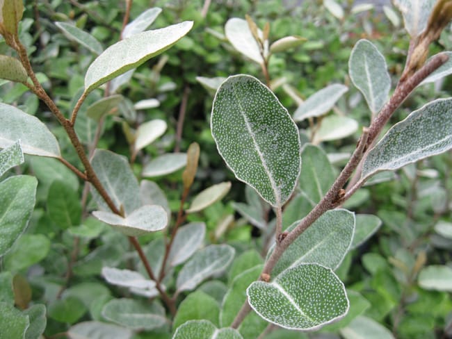 1488915467eleagnus-detail.jpg