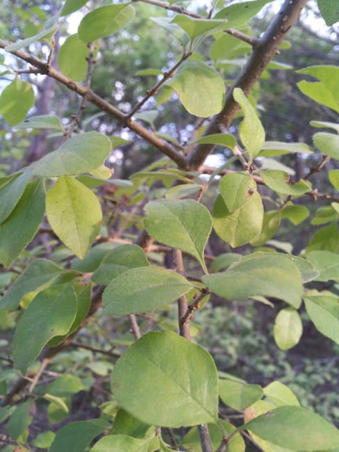 1488915659Elbow-Bush-Forestiera-pubescens-detail-leaf.jpg
