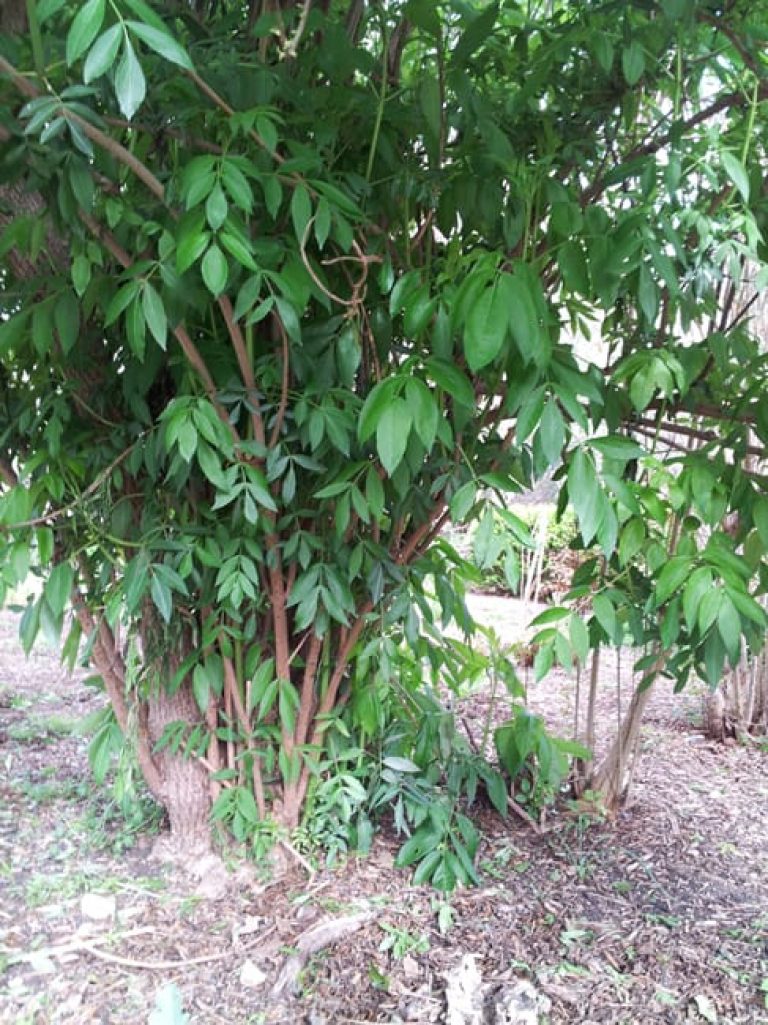 1488915854Elderberry-Sambucus-nigra-form-sabg-sacred-garden-winter.jpg