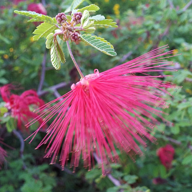 1488917009calliandra-x-flower.jpg
