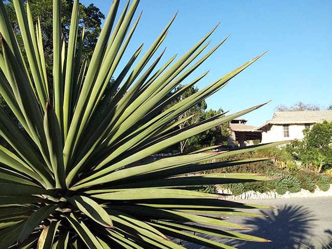 1488917384yucca-spanish-dagger-yucca-treculeana-detail.jpg